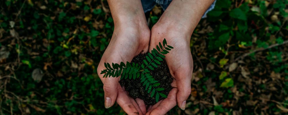 hands holding plant seedling