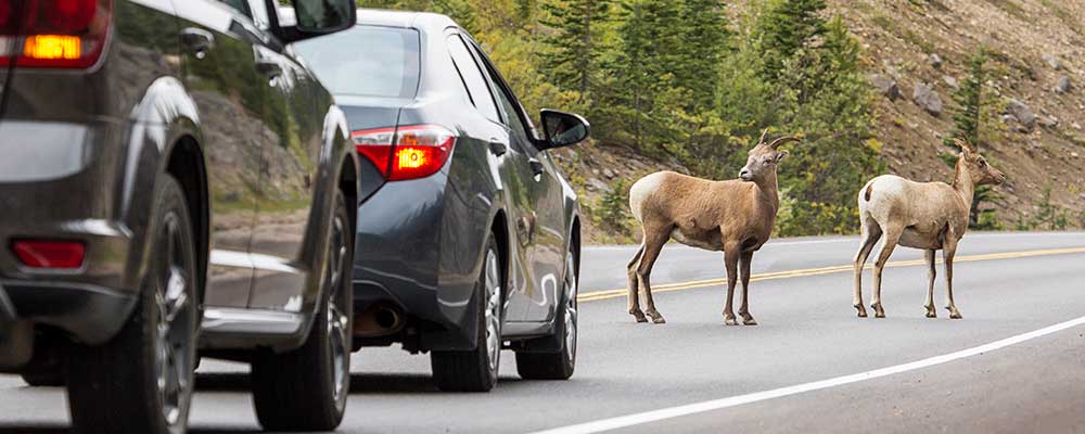 mountain goats blocking cars on canadian road