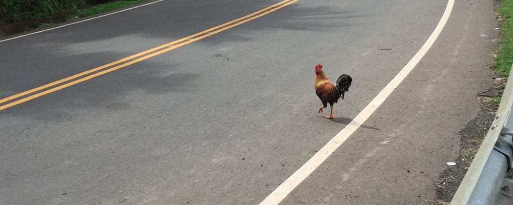 Why did the chicken cross the road? To help me play Crossy Road